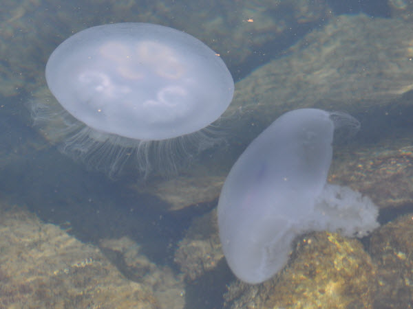 jellyfish moon harbor monterey 18021806