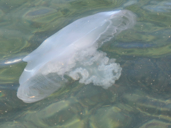 jellyfish moon harbor monterey 18021809