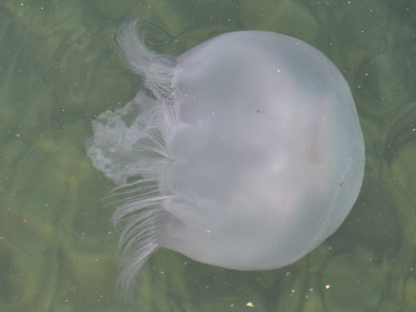 jellyfish moon harbor monterey 18021813