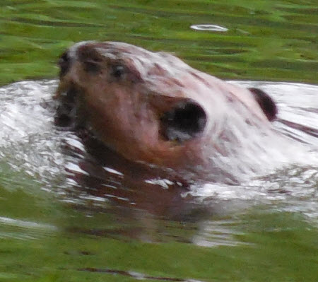 beaver swimming head punkataset 130608 home