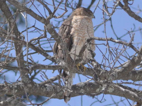 hawk coopers concord 18031712
