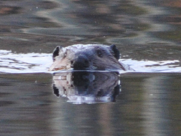 beaver swimming punkataset 18041401