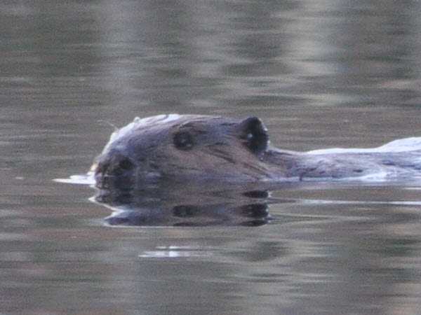 beaver swimming punkataset 18041403