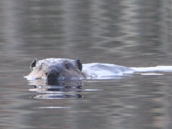 beaver swimming punkataset 18041404