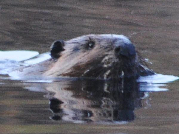 beaver swimming punkataset 18041405