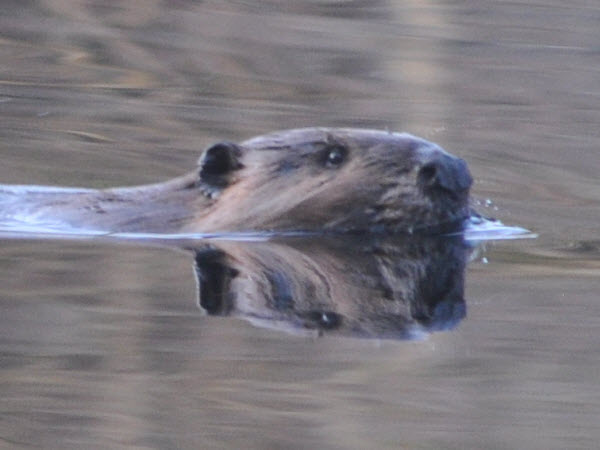 beaver swimming punkataset 18041407 detail
