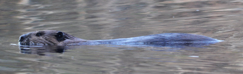 beaver swimming punkataset 18041413