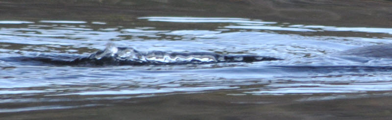 beaver swimming punkataset 18041415 tail