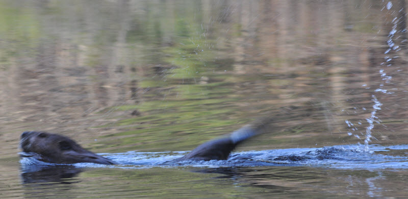 beaver swimming splash series 1 punkataset 18041418