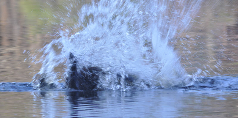 beaver swimming splash series 1 punkataset 18041419