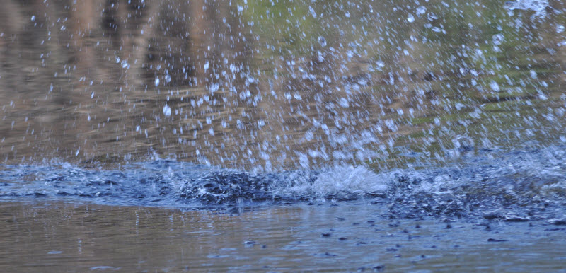beaver swimming splash series 1 punkataset 18041420