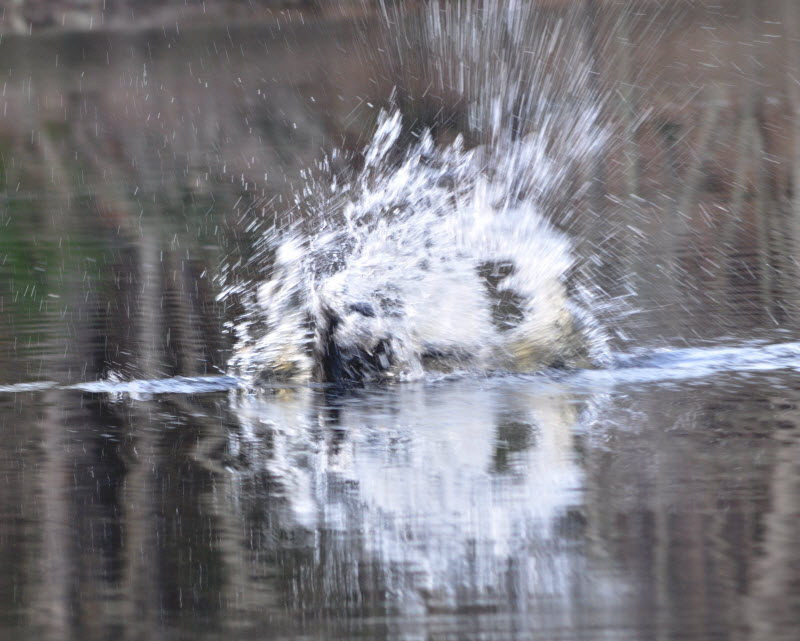 beaver swimming splash series 2 punkataset 18041425