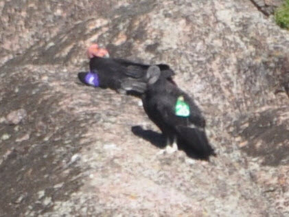 condor 3 one juvenile black head pinnacle NP 18021605