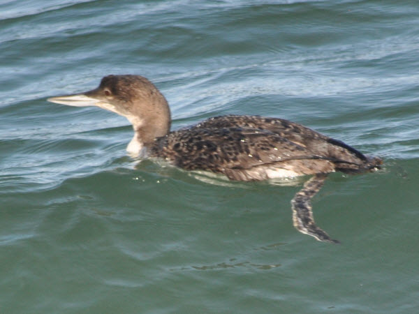 loon red-throated monterey 18021801