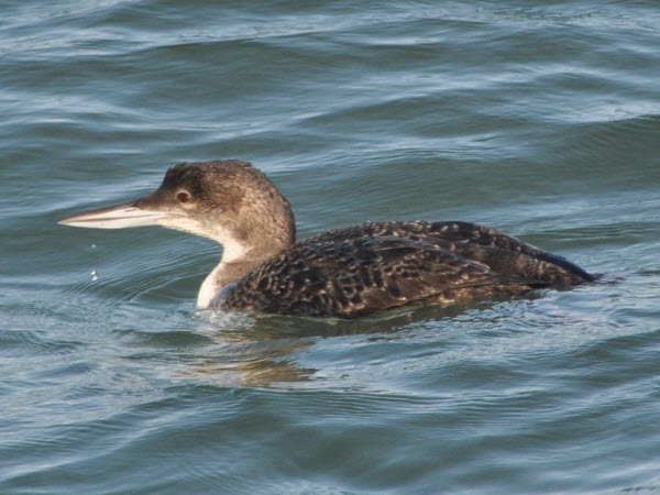 loon red-throated monterey 18021803