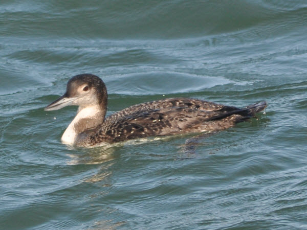 loon red-throated monterey 18021805