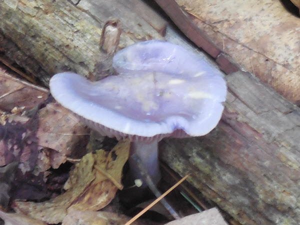 mushroom purple 15081602