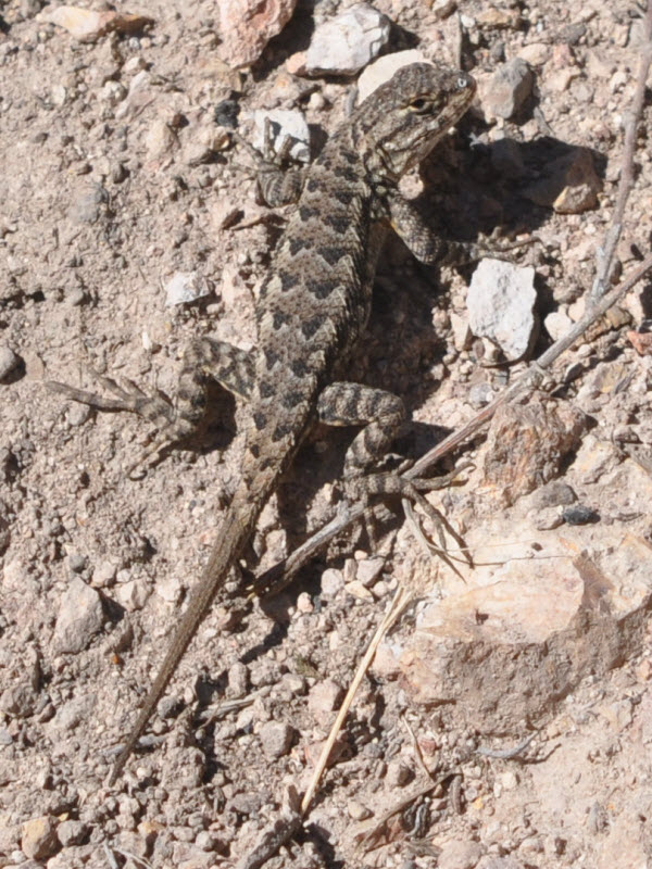spiny lizard desert Pinnacles NP monterey 18021605