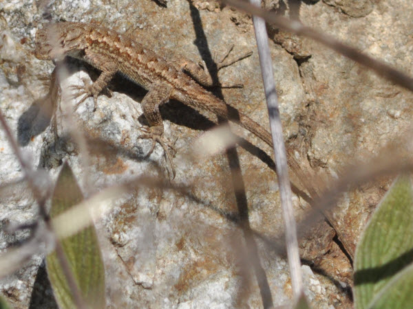 spiny lizard desert Pinnacles NP monterey 18021702