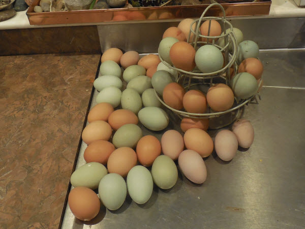 eggs new chicks concord 181026