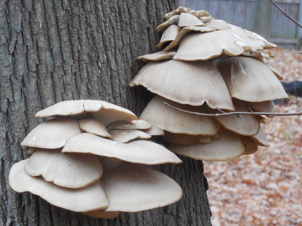 mushrooms tree estabrook 15112202