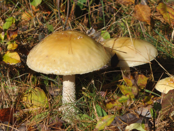 mushrooms yellow concord 181014