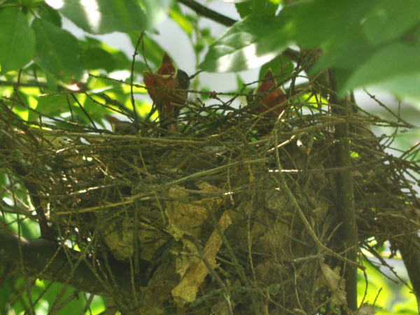 cardinal babies first days backyard concord 18072801