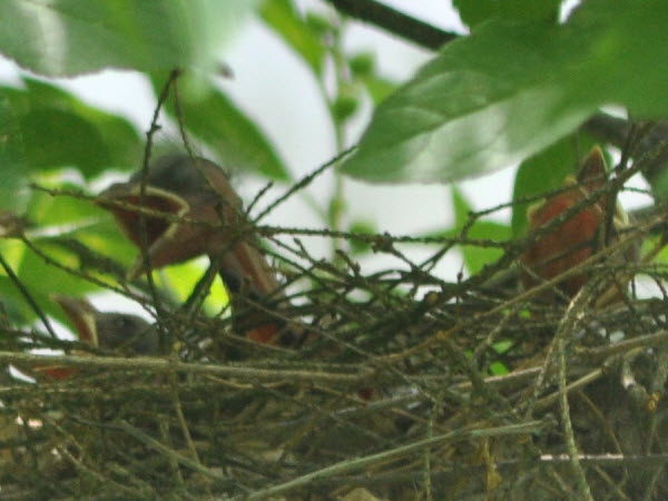 cardinal babies first days backyard concord 18072802