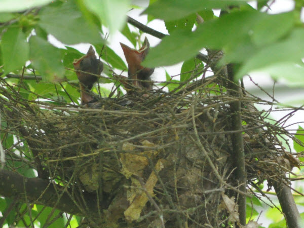 cardinal babies first days backyard concord 18072804