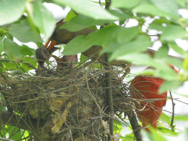 cardinal babies first days backyard concord 18072805