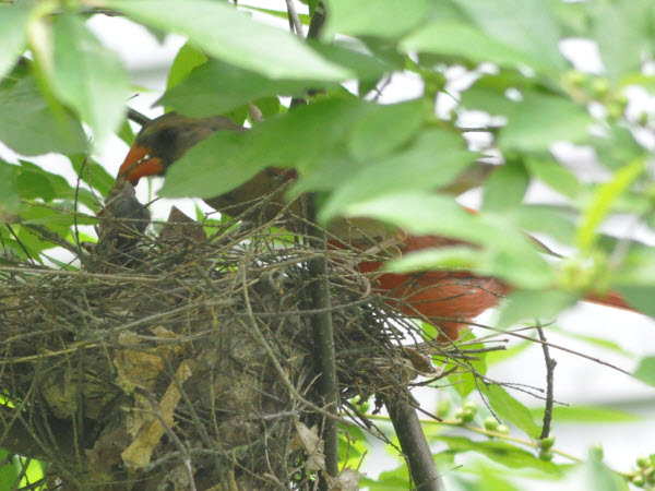 cardinal babies first days backyard concord 18072810