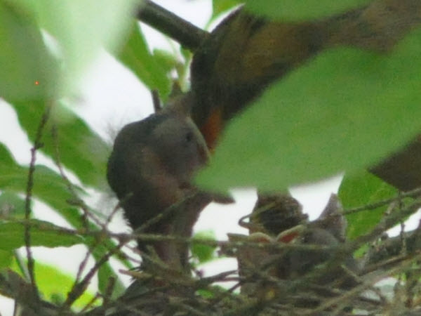cardinal babies first days backyard concord 18072812