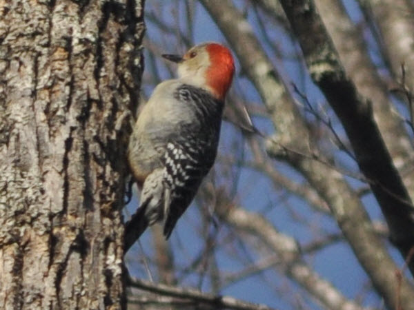 woodpecker red-bellied estabrook 19033103