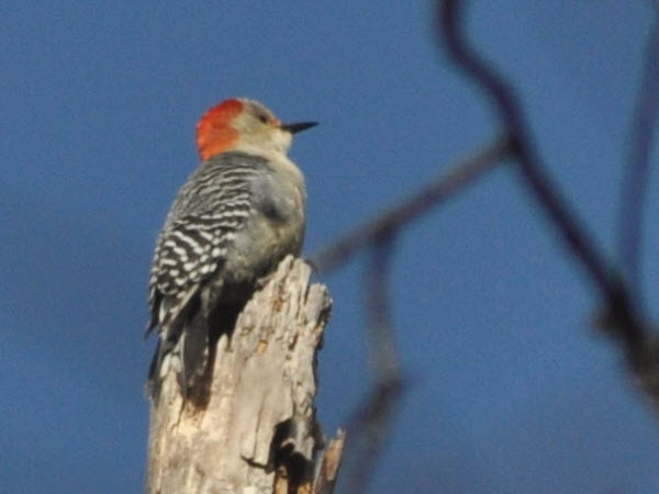 woodpecker red-bellied estabrook 19040710