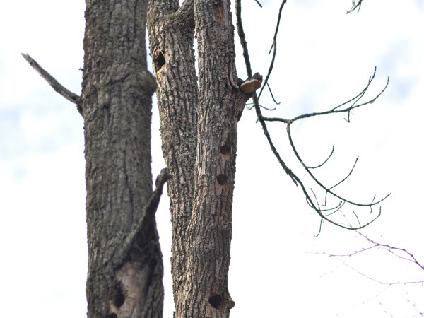 woodpecker red-bellied estabrook 19040712