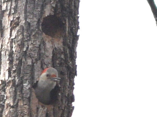 woodpecker red-bellied estabrook 19040720