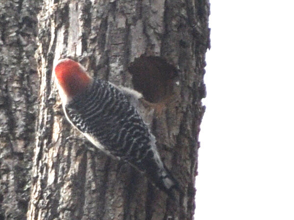 woodpecker red-bellied estabrook 19040723