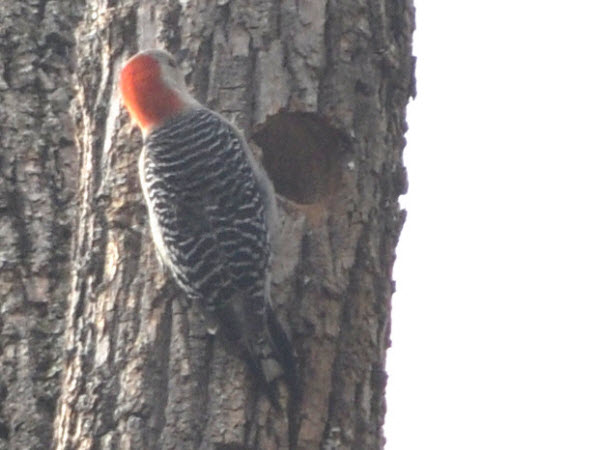 woodpecker red-bellied estabrook 19040724