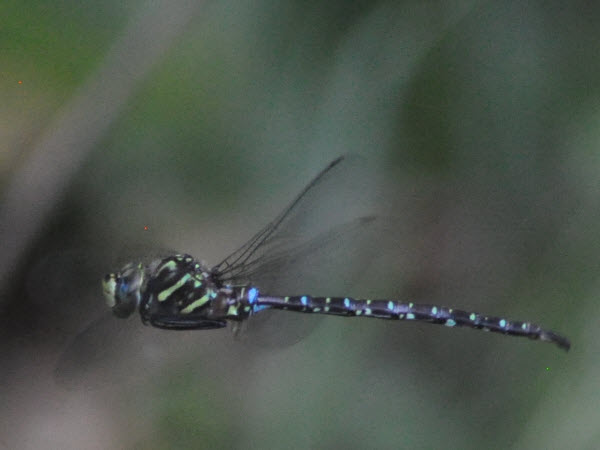 Dragonfly hovering water garden concord 19092201