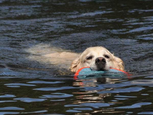 Phoebe frisbee swimming westford 19090801