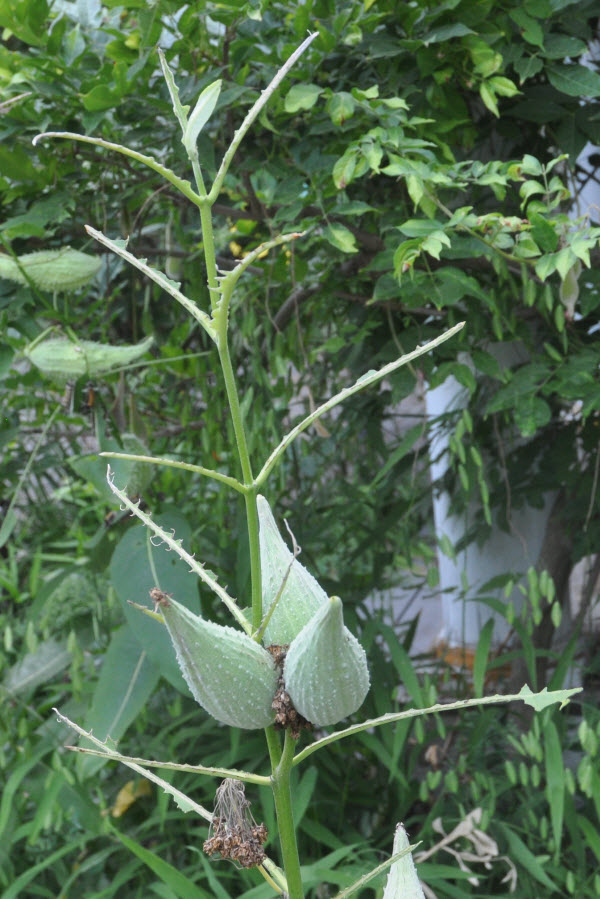 Tussock moth caterpiller milkweed concord 19080410