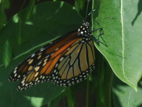 monarch butterfly milkweed concord 19072705