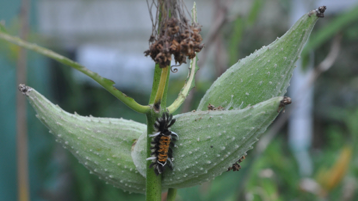 Tussock moth caterpiller milkweed concord 190804a