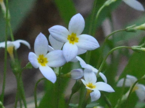 Bluets - wooded field, May 12