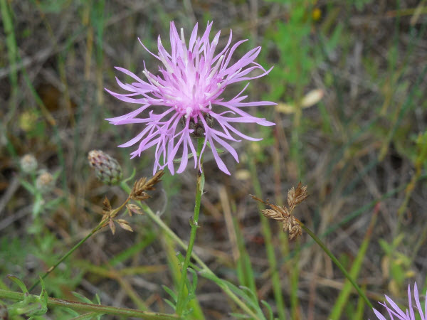 knapweed spotted 15072501