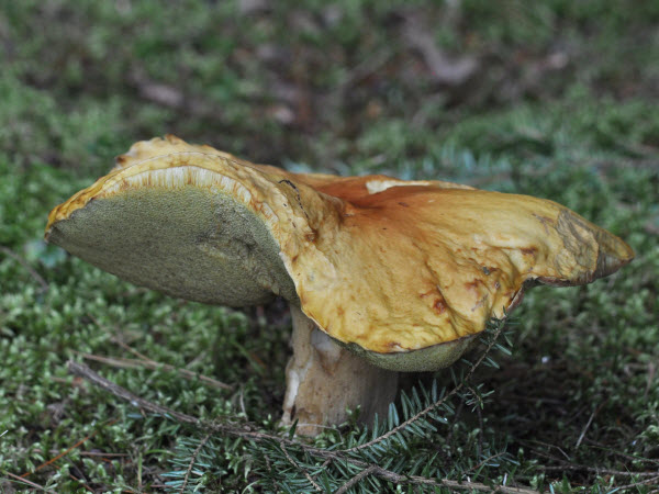 mushroom estabrook 180930