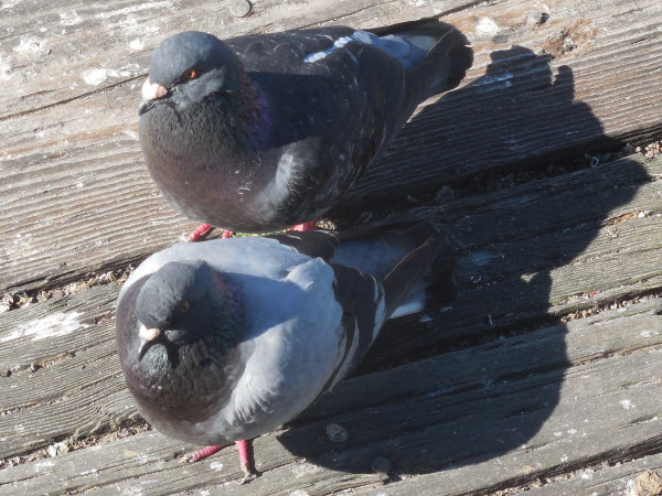pigeon commercial wharf monterey 18021503