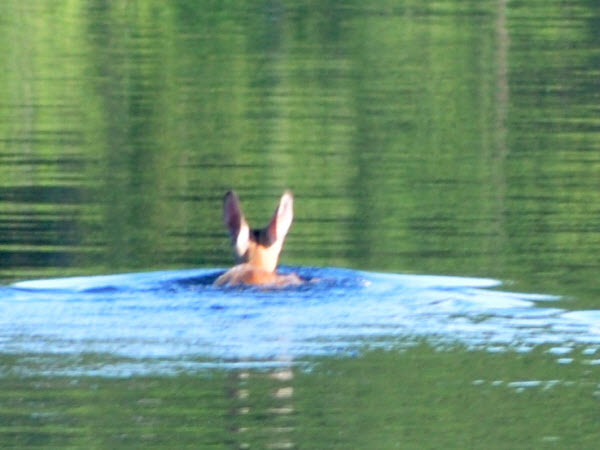 deer swim quarter mile across lake megunticook Mere Lea 20061601