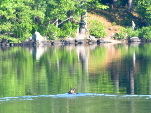 deer swim quarter mile across lake megunticook Mere Lea 20061603