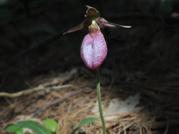 moccasin flower lady's slipper stow forest 20053002